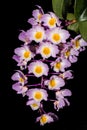 Dendrobium amabile