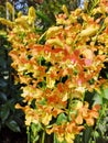 Dendrobium Amitabh Bachchan Orchid flowers in Singapore garden stock photo