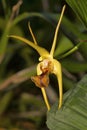 Dendrobium amplum, Orchid species. Durgapur village