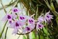 Dendrobium anosmum in full bloom. White and purple orchid flower Royalty Free Stock Photo