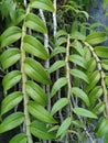 dendrobium anosmum plant in the garden Royalty Free Stock Photo