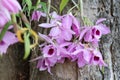 Dendrobium Anosmum purple orchid blooming in the wild Royalty Free Stock Photo