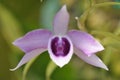 Dendrobium Anosmum purple showing its beauty Royalty Free Stock Photo