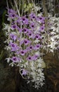 Dendrobium Anosmum, purple and white orchid flowers blooming in the tropical garden Royalty Free Stock Photo