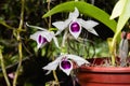 Dendrobium anosmum` semi-alba Royalty Free Stock Photo