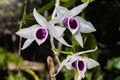 Dendrobium anosmum` semi-alba Royalty Free Stock Photo