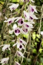 Dendrobium anosmum in white and purple flowers Royalty Free Stock Photo