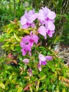 Dendrobium bigibbum Royalty Free Stock Photo