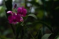 Dendrobium bigibbum Orchird Flowers blooming Royalty Free Stock Photo