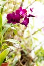 Dendrobium bigibbum Orchird Flowers blooming Royalty Free Stock Photo