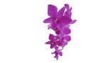 Dendrobium bigibbum or the Cooktown orchid or mauve butterfly orchid Royalty Free Stock Photo