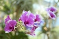 Dendrobium bigibbum Lindl Orchidaceae Cooktown orchid purple flowers Royalty Free Stock Photo