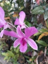 Dendrobium Bigibbum Royalty Free Stock Photo