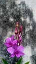 Dendrobium Bigibbum with water droplets, more precisely Dendrobium Biggibum Var. Schroederianum. Royalty Free Stock Photo