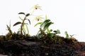 Dendrobium in blossom