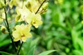 Dendrobium Bucha Putha or Dendrobium Cross Yellow Orchid in flora garden background