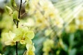 Dendrobium Bucha Putha or Dendrobium Cross Yellow Orchid in flora garden background