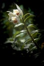 Dendrobium cariniferum Orchird flowers blooming Royalty Free Stock Photo