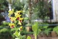 Dendrobium closterium details photo, Australian species, Introduced ornamental species