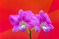 Dendrobium dark pink orchids with stripes