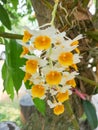 Beautiful of Dendrobium farmeri flower Royalty Free Stock Photo
