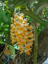 Beautiful of Dendrobium farmeri flower Royalty Free Stock Photo