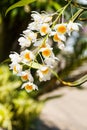 Dendrobium farmeri Paxton, Dendrobium palpebrae Lindl,orchid flo Royalty Free Stock Photo