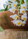 Dendrobium farmeri Paxton in the garden. Royalty Free Stock Photo