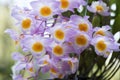 Dendrobium farmeri `Pink` orchids. Royalty Free Stock Photo