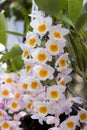 Dendrobium farmeri `Pink` orchids. Royalty Free Stock Photo