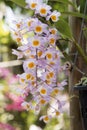 Dendrobium farmeri `Pink` orchids. Royalty Free Stock Photo