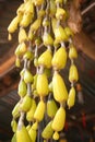 Dendrobium Findlauanum : Green - Yellow Orchid Royalty Free Stock Photo