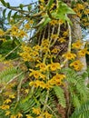 Dendrobium friedericksianum orchid