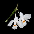 Dendrobium infundibulum Royalty Free Stock Photo