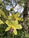 Dendrobium Jean Chretien, Orchid Hybrid