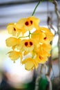 Dendrobium lindleyi Steud Orchid