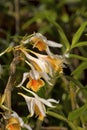 Dendrobium longicornu, Orchid species. Durgapur village