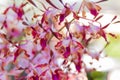 Dendrobium Memoria Loo Sing Chew orchid.