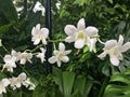 Dendrobium memoria princess diana orchid flower