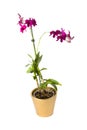 Dendrobium mix orchidee Royalty Free Stock Photo