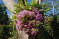 Dendrobium nobile in full flight