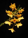 Dendrobium moschatum, the musky smellig dendrobium, it is native to the himalayas and indochina