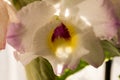 Dendrobium nobile orchid flower