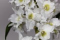 Dendrobium nobile orchid