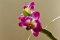 Dendrobium Nobile