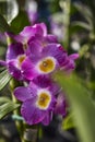 Dendrobium Nobile Violet Fizz Orchid