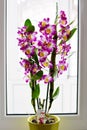 Dendrobium Nobile Violet Orchid in front of window