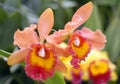 Tropical Epiphytic Orchid Dendrobium species. Royalty Free Stock Photo