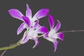 DENDROBIUM ORCHID BICOLOR PURPLE/WHITE ISOLATED BACKGROUND