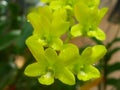 Dendrobium orchid branch yellow green. Royalty Free Stock Photo